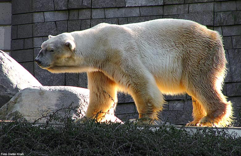 Eisbär BORIS im Wuppertaler Zoo im Februar 2008 (Foto Dieter Kraß)