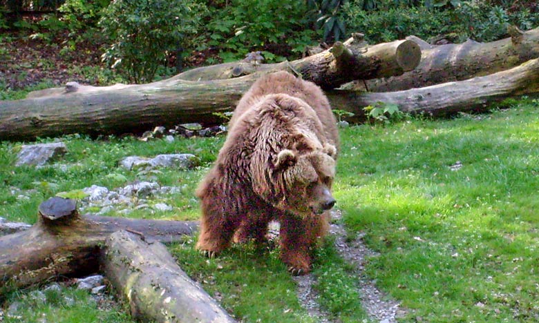 Kodiakbär im Zoologischen Garten Wuppertal im Mai 2008