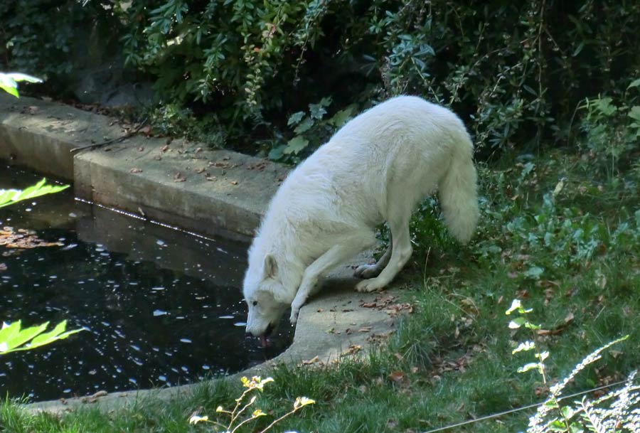 Kanadischer Wolf auf der Bärenanlage im Wuppertaler Zoo im September 2014