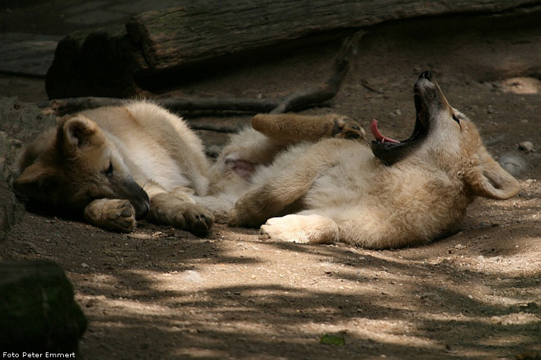 Junge Kanadische Wölfe im Zoo Wuppertal im Juli 2008 (Foto Peter Emmert)