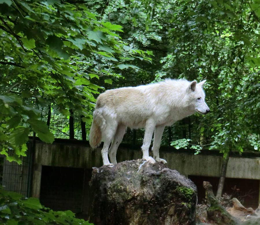 Kanadischer Wolf im Wuppertaler Zoo im Juni 2013