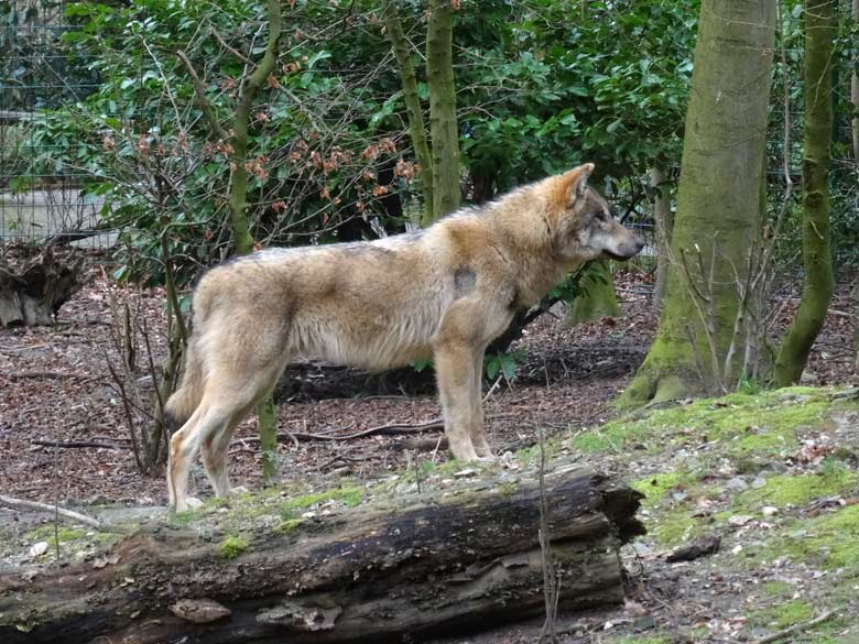 Europäischer Wolf am 3. März 2017 auf der Wolfsanlage im Zoologischen Garten Wuppertal