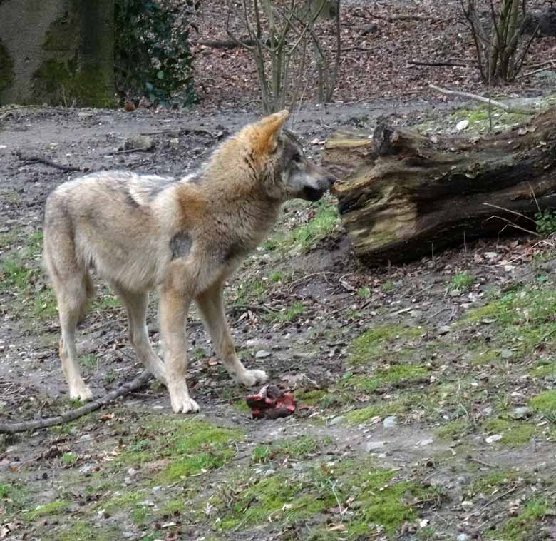 Europäischer Wolf am 3. März 2017 auf der Wolfsanlage im Wuppertaler Zoo
