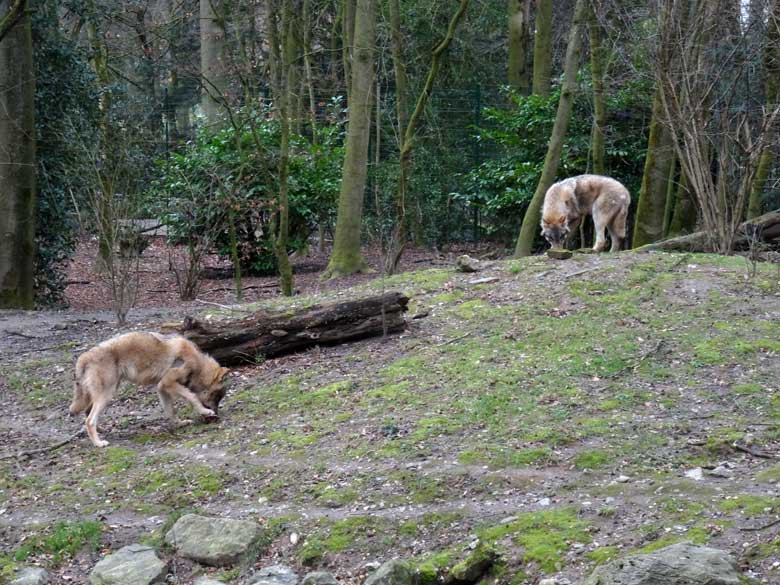 Europäische Wölfe am 3. März 2017 auf der Wolfsanlage im Zoo Wuppertal