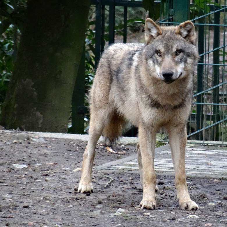 Europäischer Wolf am 3. März 2017 auf der Wolfsanlage im Grünen Zoo Wuppertal
