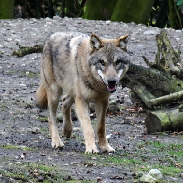 Europäischer Wolf im Wuppertaler Zoo am 3. März 2017