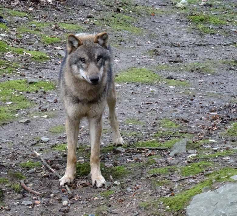 Europäischer Wolf am 3. März 2017 auf der Wolfsanlage im Zoologischen Garten Wuppertal