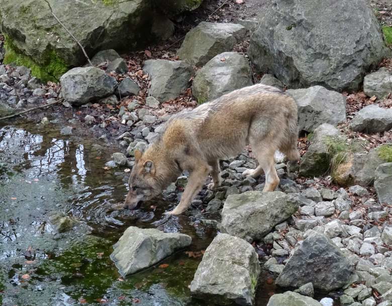 Europäischer Wolf am 3. März 2017 auf der Wolfsanlage im Grünen Zoo Wuppertal