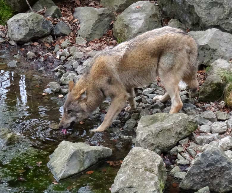 Europäischer Wolf am 3. März 2017 auf der Wolfsanlage im Zoo Wuppertal