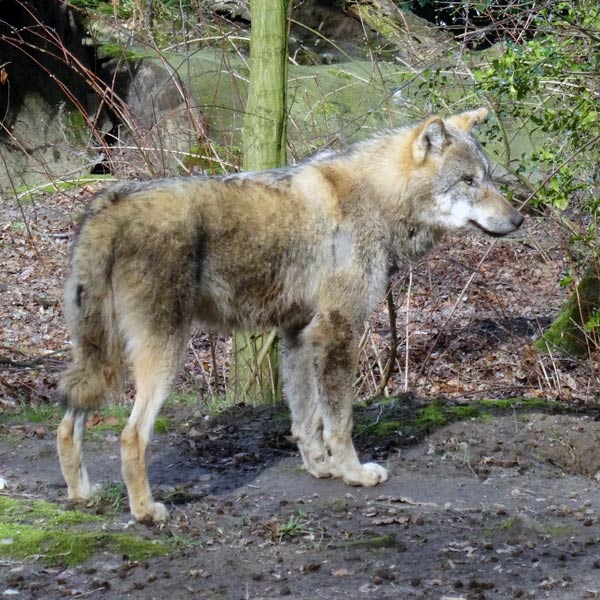 Europäischer Wolf im Wuppertaler Zoo am 4. März 2017