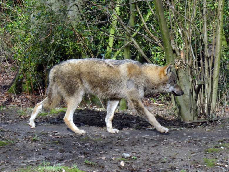 Europäischer Wolf am 4. März 2017 auf der Wolfsanlage im Zoo Wuppertal