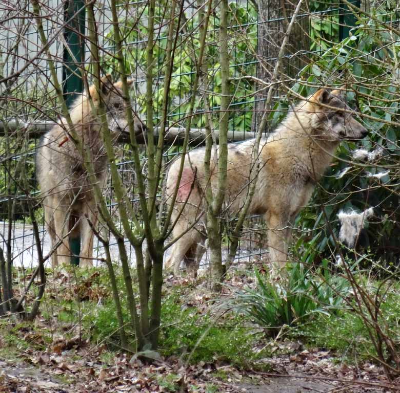 Europäische Wölfe am 4. März 2017 auf der Wolfsanlage im Zoologischen Garten Wuppertal
