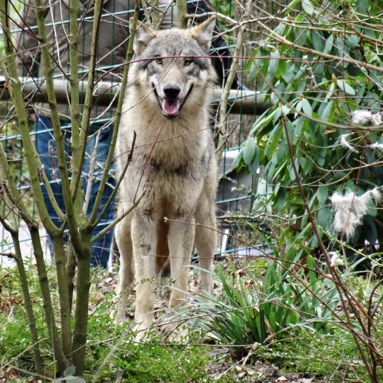 Europäischer Wolf am 4. März 2017 auf der Wolfsanlage im Wuppertaler Zoo