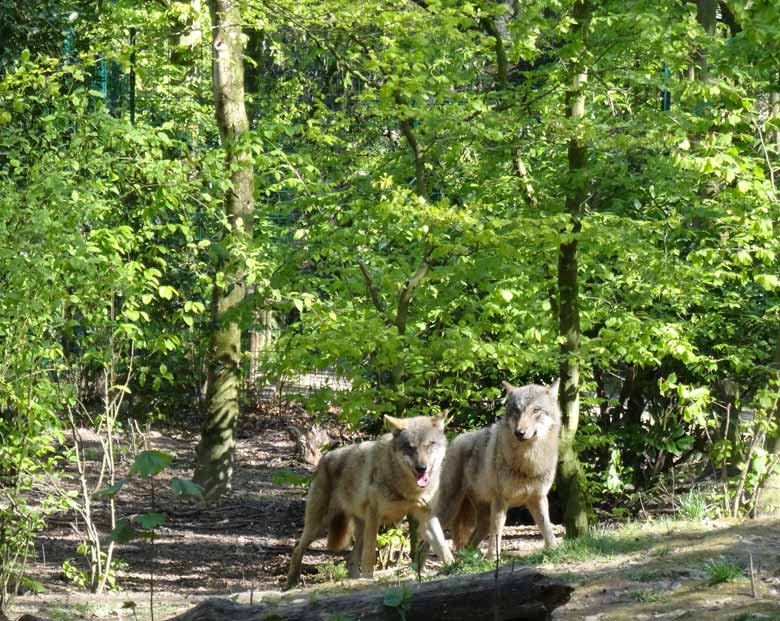 Europäische Wölfe bei der Schaufütterung am Tag des Wolfes am 30. April 2017 im Grünen Zoo Wuppertal