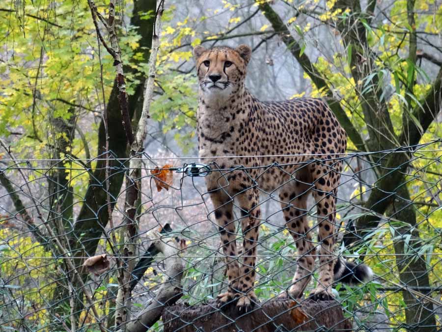 Gepard im Wuppertaler Zoo im November 2014