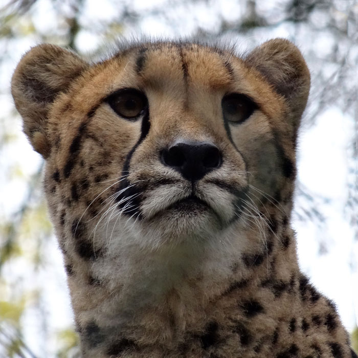 Gepard im Wuppertaler Zoo im November 2014