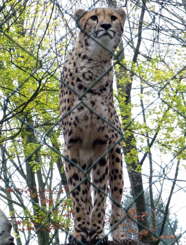 Gepard im Zoologischen Garten Wuppertal im November 2014