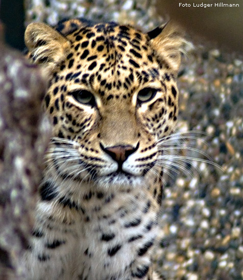  - hillmann-001-indischer-leopard