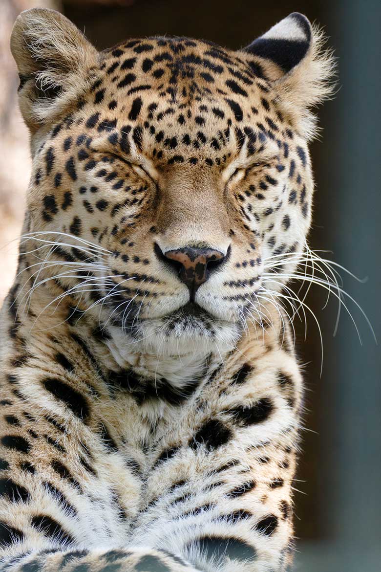 Weiblicher Indischer Leopard BHRIKUTI am 18. September 2020 auf der Außenanlage am Großkatzen-Haus im Wuppertaler Zoo