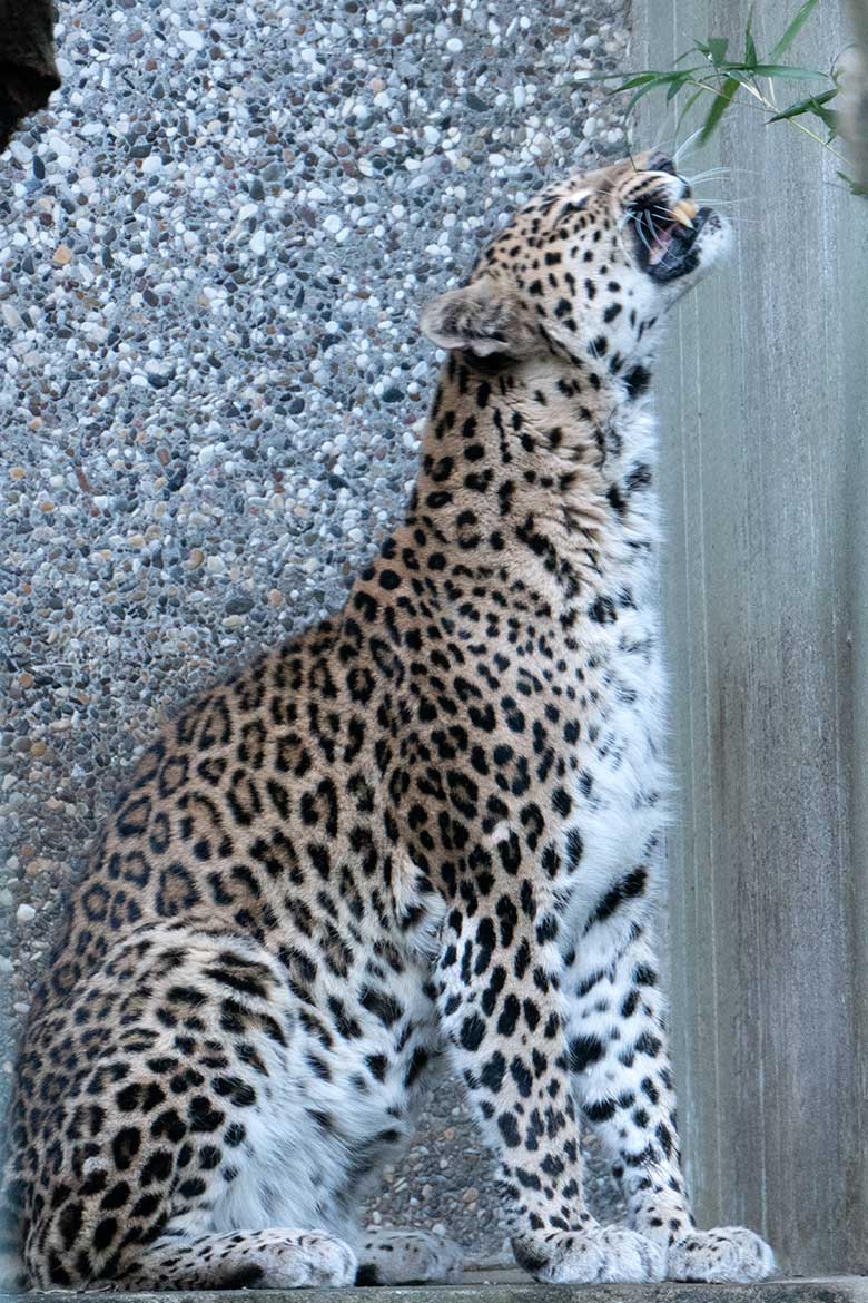 Indische Leoparden-Katze BHRIKUTI am 28. Januar 2024 in der Außenanlage am Großkatzen-Haus im Grünen Zoo Wuppertal