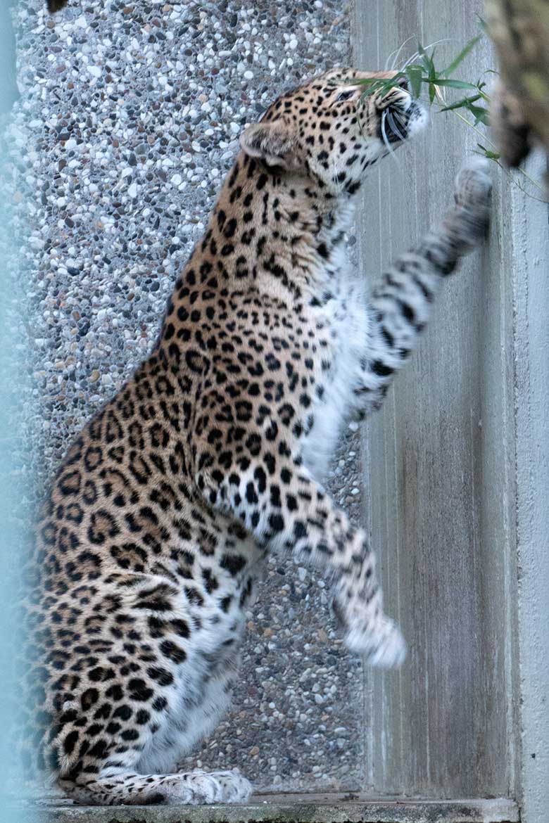 Indische Leoparden-Katze BHRIKUTI am 28. Januar 2024 in der Außenanlage am Großkatzen-Haus im Zoologischen Garten Wuppertal