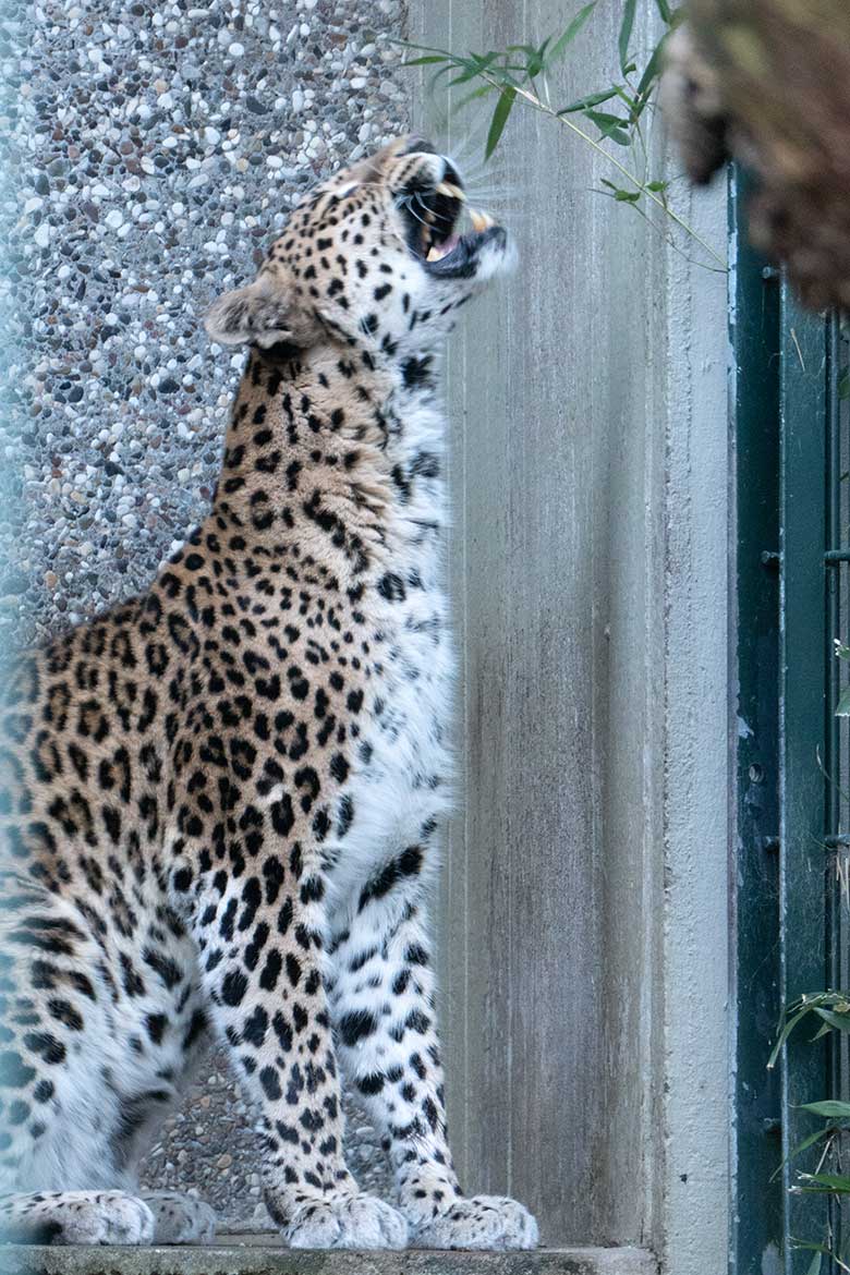 Indische Leoparden-Katze BHRIKUTI am 28. Januar 2024 in der Außenanlage am Großkatzen-Haus im Wuppertaler Zoo