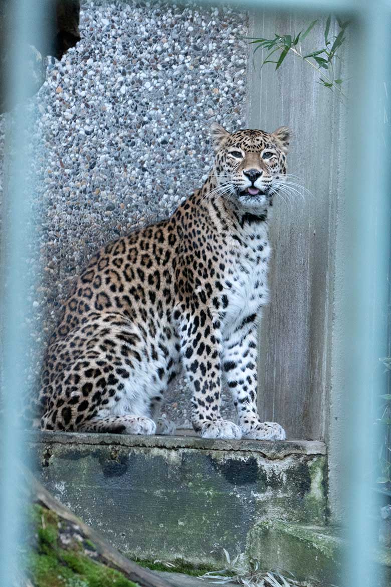 Indische Leoparden-Katze BHRIKUTI am 28. Januar 2024 in der Außenanlage am Großkatzen-Haus im Zoo Wuppertal