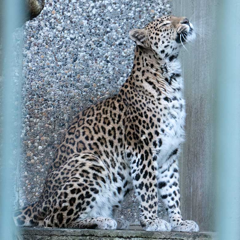 Indische Leoparden-Katze BHRIKUTI am 28. Januar 2024 in der Außenanlage am Großkatzen-Haus im Grünen Zoo Wuppertal