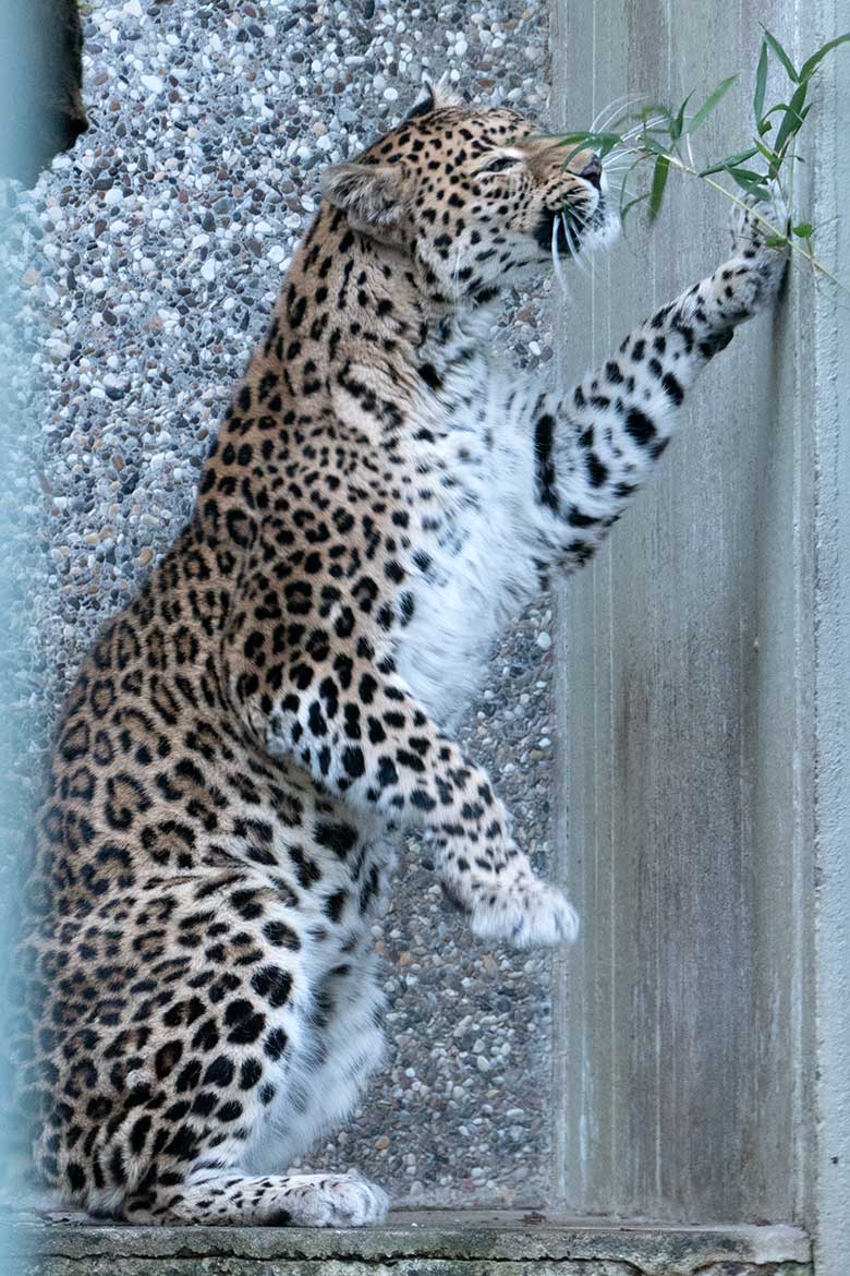Indische Leoparden-Katze BHRIKUTI am 28. Januar 2024 in der Außenanlage am Großkatzen-Haus im Zoologischen Garten der Stadt Wuppertal