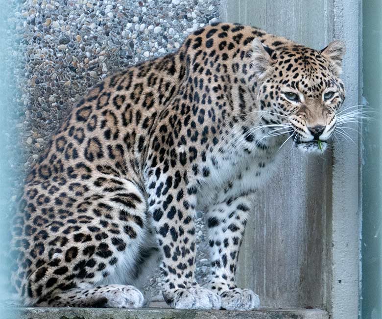 Indische Leoparden-Katze BHRIKUTI am 28. Januar 2024 in der Außenanlage am Großkatzen-Haus im Zoo Wuppertal