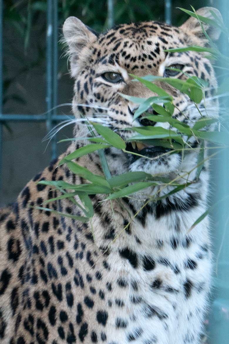 Indische Leoparden-Katze BHRIKUTI am 28. Januar 2024 in der Außenanlage am Großkatzen-Haus im Zoologischen Garten Wuppertal