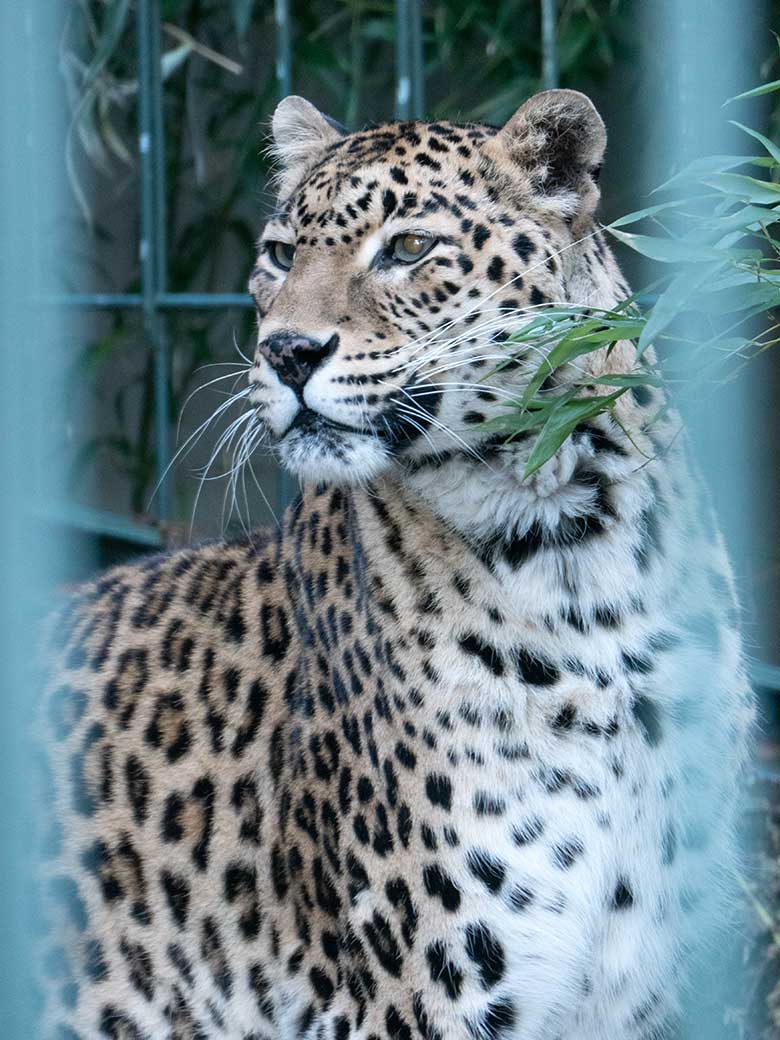 Indische Leoparden-Katze BHRIKUTI am 28. Januar 2024 in der Außenanlage am Großkatzen-Haus im Wuppertaler Zoo