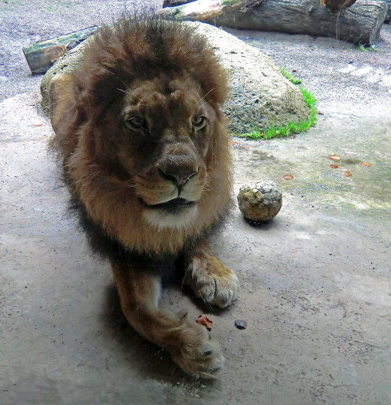 Afrikanischer Löwe MASSAI im Wuppertaler Zoo im November 2013
