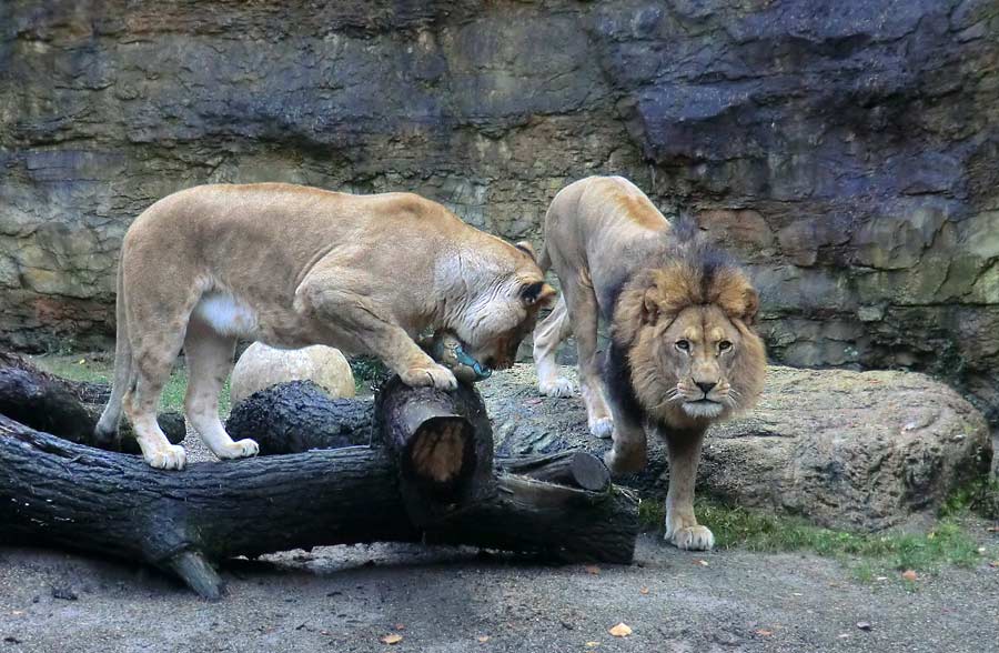Afrikanische Löwin LUENA mit Löwenvater MASSAI im Zoo Wuppertal im November 2013