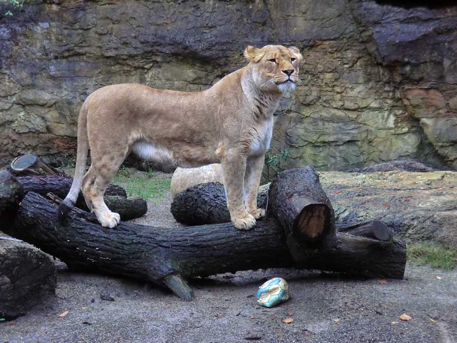 Afrikanische Löwin LUENA im Wuppertaler Zoo im November 2013