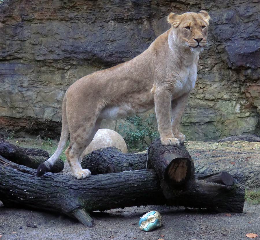 Afrikanische Löwin LUENA im Zoologischen Garten Wuppertal im November 2013