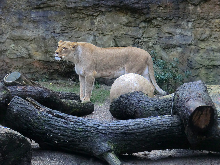 Afrikanische Löwin LUENA im Wuppertaler Zoo im November 2013