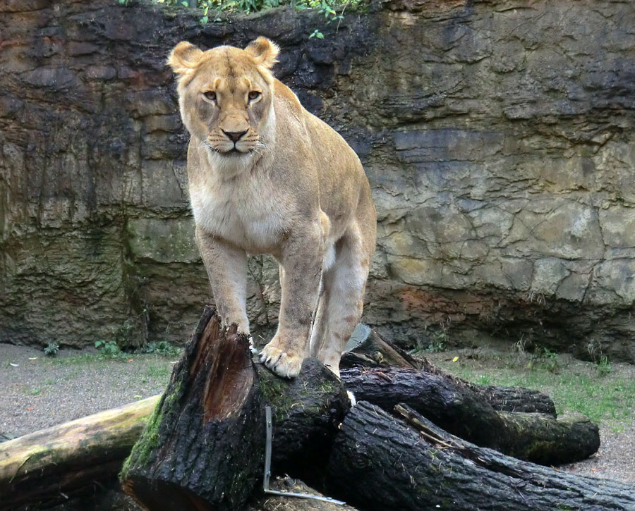 Afrikanische Löwin LUENA im Zoo Wuppertal im November 2013