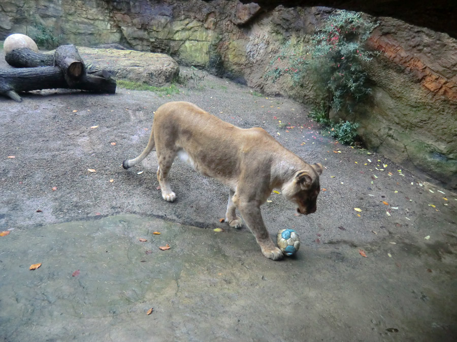 Afrikanische Löwin LUENA im Zoologischen Garten Wuppertal im November 2013