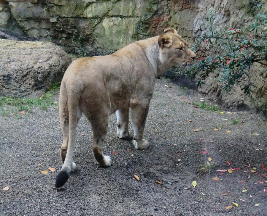 Afrikanische Löwin LUENA im Grünen Zoo Wuppertal im November 2013