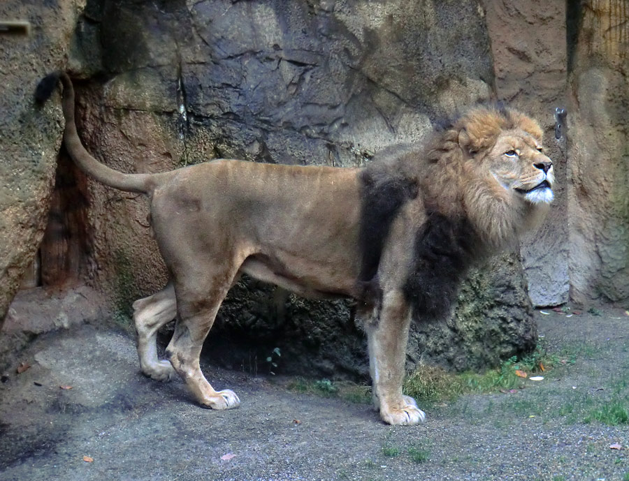 Afrikanischer Löwe MASSAI im Wuppertaler Zoo im November 2013