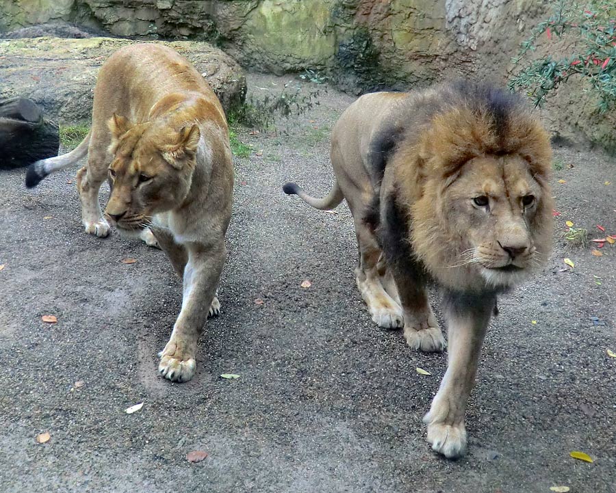 Afrikanische Löwin LUENA mit Löwenvater MASSAI im Zoologischen Garten Wuppertal im November 2013