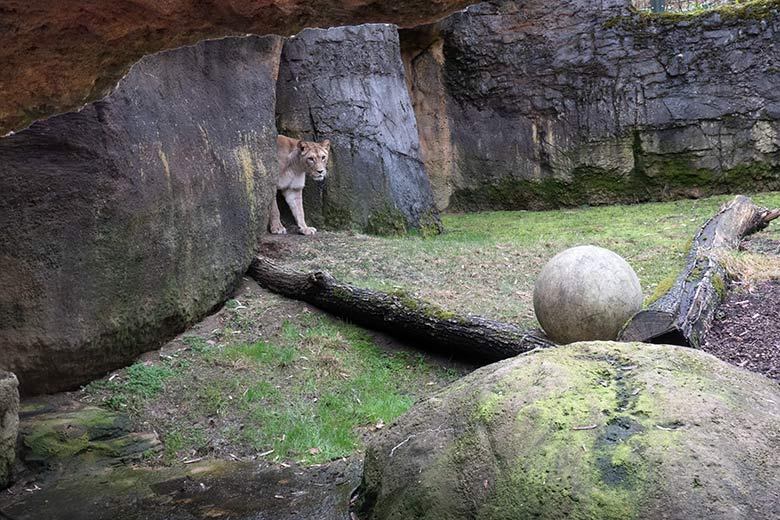Berberlöwin ALORE am 16. Februar 2024 auf der kleinen Außenanlage am Löwen-Haus im Zoo Wuppertal