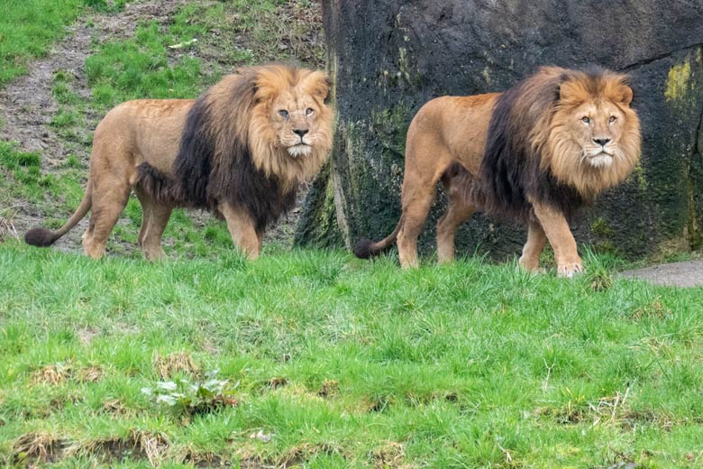 Afrikanische Löwen-Kater SHAWANO und TAMO am 12. März 2024 auf der Außenanlage vor dem Löwen-Haus im Wuppertaler Zoo