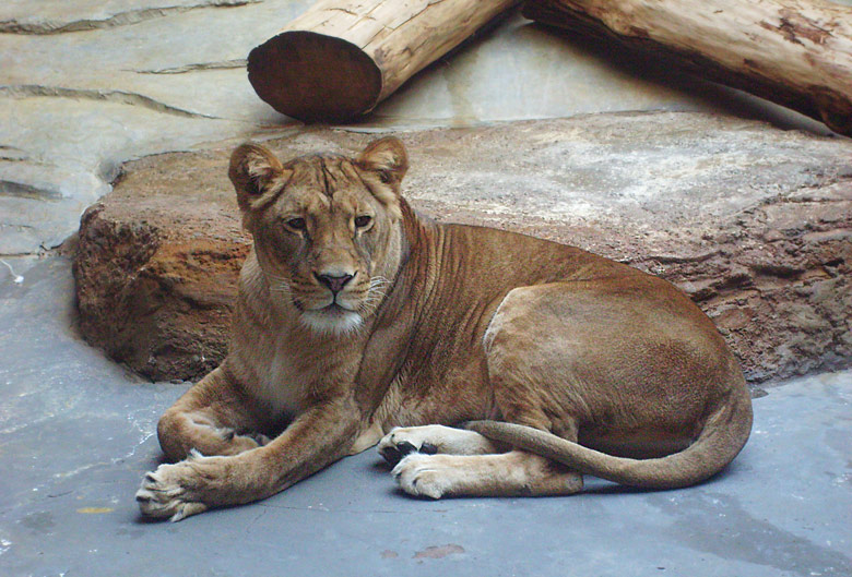 Die Löwin Malaika im Zoologischen Garten Wuppertal im Januar 2009