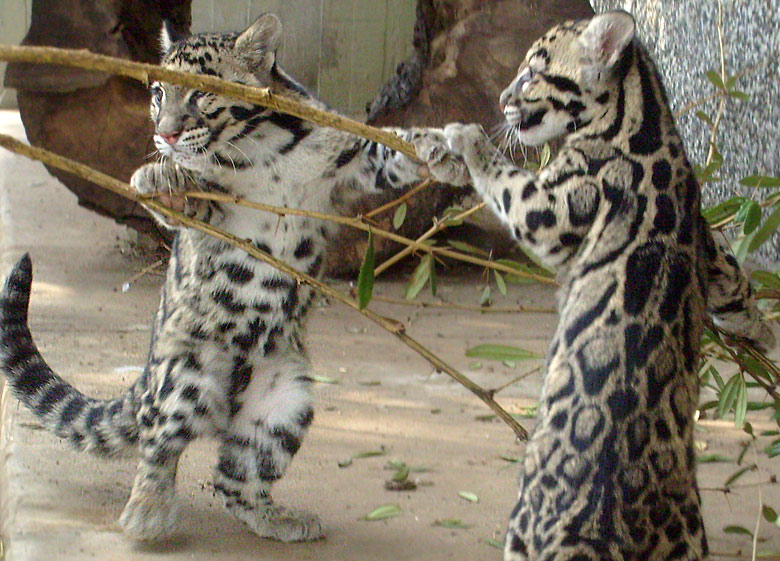 Junge Nebelparder im Zoo Wuppertal am 15. Februar 2010