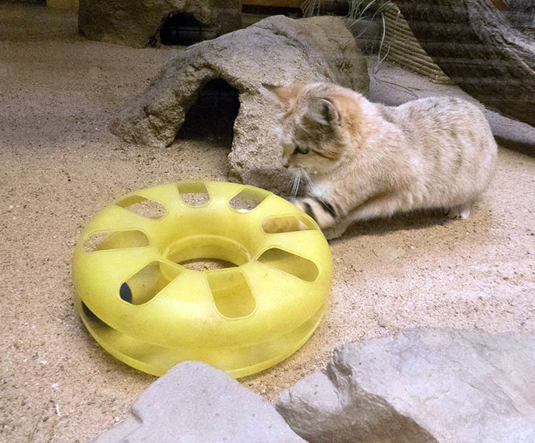 Sandkatze mit Katzenspielzeug am 6. Oktober 2019 im Kleinkatzen-Haus im Grünen Zoo Wuppertal