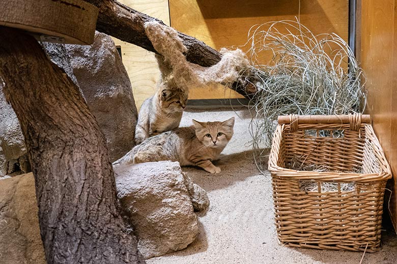 Stellungs-Wechsel bei der Paarung der Arabischen Sandkatzen-Katze SEA mit dem Sandkatzen-Kater GREYJOY am 31. Januar 2024 im Kleinkatzen-Haus im Zoo Wuppertal