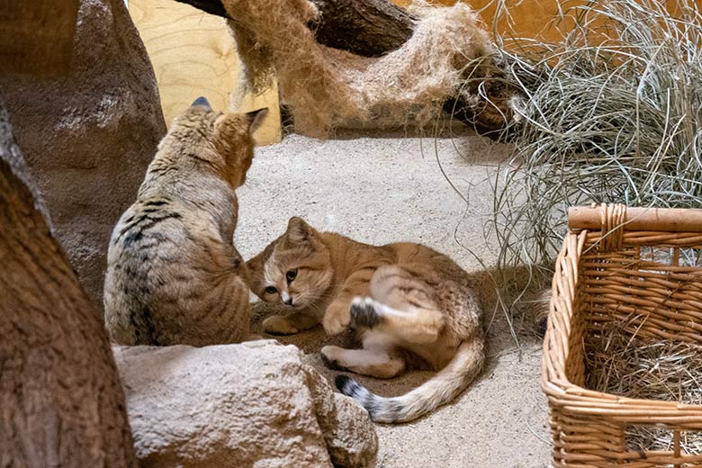 Arabischer Sandkatzen-Kater GREYJOY und die rollige Arabische Sandkatzen-Katze SEA nach der Paarung am 31. Januar 2024 im Kleinkatzen-Haus im Zoo Wuppertal