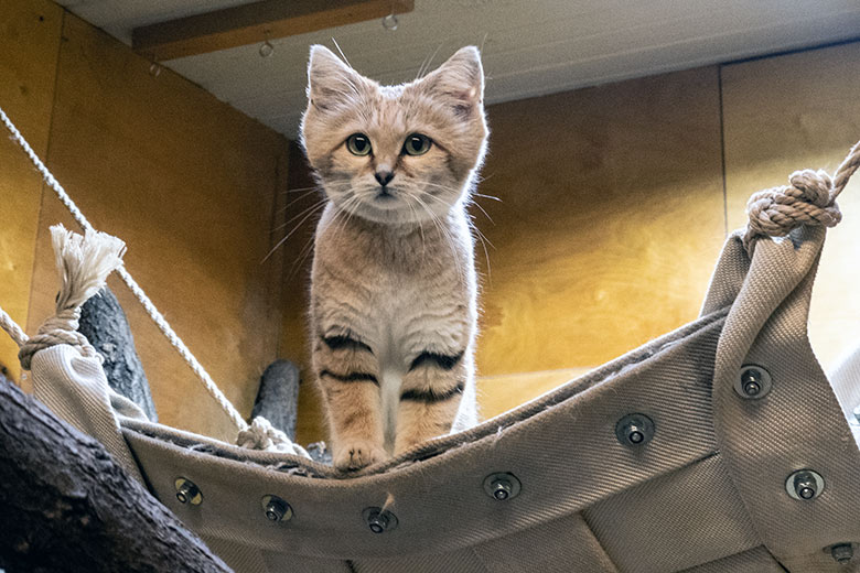 Arabische Sandkatzen-Katze SEA nach der Paarung  am 31. Januar 2024 im Kleinkatzen-Haus im Zoologischen Garten Wuppertal